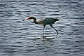 _MG_0567 reddish egret fishing.jpg