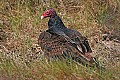 _MG_0590 turkey vulture.jpg