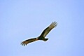 _MG_0595 turkey vulture.jpg