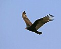 _MG_0596 turkey vulture.jpg