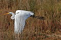 _MG_0630 great white egret.jpg