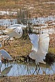 _MG_0741 snowy egrets fighting.jpg