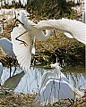 _MG_0742 snowy egrets.jpg