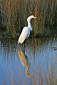 _MG_6535 great white egret.jpg