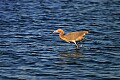 _MG_6684 reddish egret fishing.jpg