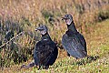 _MG_6820 balck vultures.jpg