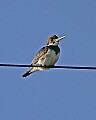 _MG_6842 belted kingfisher.jpg