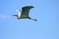 _MG_7729 flying great white egret.jpg
