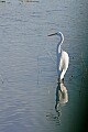 _MG_7838 great white egret.jpg