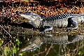 _MG_7874 alligator reflection.jpg