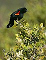 _MG_8041 red winged blackbird.jpg
