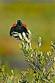 _MG_8065 red-winged blackbird.jpg