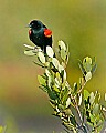 _MG_8068 red-winged blackbird.jpg