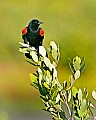 _MG_8077 red-winged blackbird.jpg