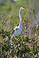 _MG_8133 great white egret.jpg
