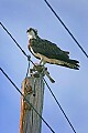 _MG_8265 osprey on power pole.jpg