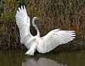 Florida 2006 085 great white egret.jpg