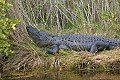 Florida 2006 105 10-foot alligator.jpg