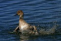 Florida 2006 246 female duck bathing.jpg