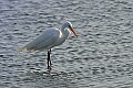 Florida 2006 246 great white egret.jpg