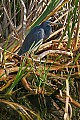 Florida 2006 294 tricolored heron.jpg