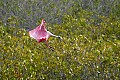 Florida 2006 636 roseate spoonbill flying.jpg