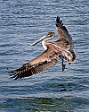 102_0215 brown pelican flying.jpg