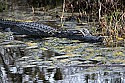 103_4579 alligator.jpg