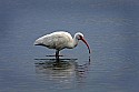103_4734 white ibis.jpg