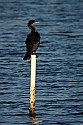 103_5023 cormorant.jpg