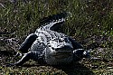 103_5514 large alligator.jpg