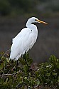 _MG_2969 great egret on mangrove.jpg