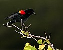 _MG_3822 red-winged blackbird.jpg