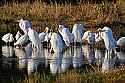 _MG_2915 white ibis and great white egrets.jpg