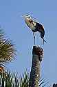 _MG_3602 great blue heron stretching.jpg