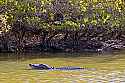 _MG_3853 alligator in mangrove.jpg