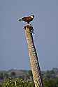 _MG_3997 bald eagle on palm tree stump-merritt island fl.jpg