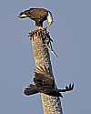 _MG_4054 bald eagle eating a bird along Biolab Road-Merritt Island FL-as a turkey vulture glides by.jpg