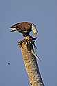_MG_4256 bald eagle eating a bird.jpg