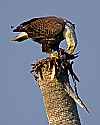 _MG_4278 bald eagle eating a bird-biolab road-merritt island.jpg