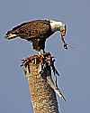 _MG_4500 bald eagle eating bird.jpg