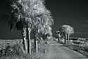 _MG_4654 palm trees along Black Point Drive-Merritt Island FL.jpg