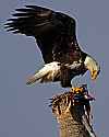 _MG_4692 bald eagle eating a bird on a palm stump-Biolab Road-Merritt Island.jpg