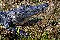 _MG_4817 basking alligator.jpg