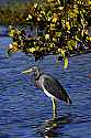 _MG_4967 triccolored heron under a mangrove tree.jpg