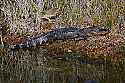 _MG_5373 six-foot alligator.jpg