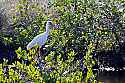 _MG_5389 white ibis on mangrove.jpg