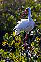 _MG_5414 white ibis.jpg