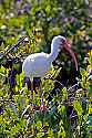 _MG_5420 white ibis.jpg