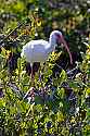 _MG_5429 white ibis.jpg